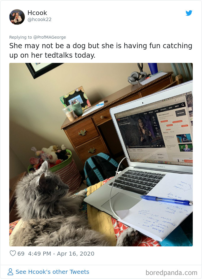 Students-Share-Photos-Pets-Doing-Class-Work