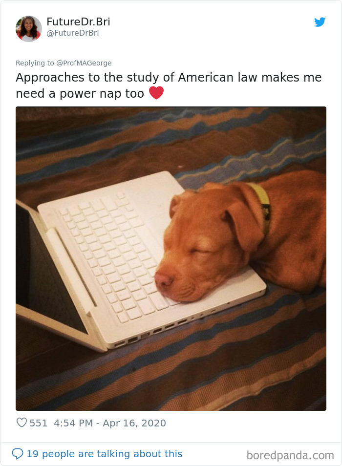 Students-Share-Photos-Pets-Doing-Class-Work