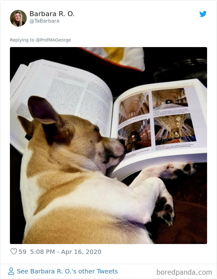 Students-Share-Photos-Pets-Doing-Class-Work