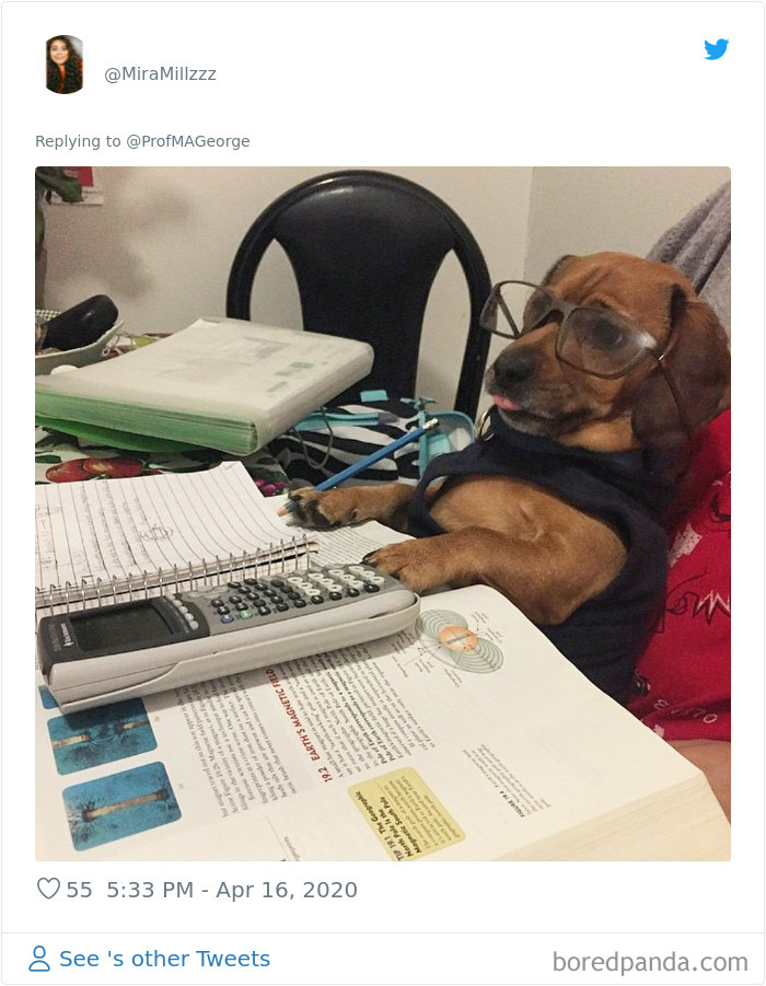 Students-Share-Photos-Pets-Doing-Class-Work