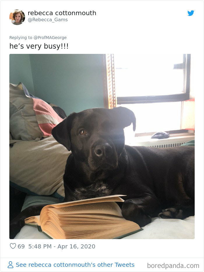 Students-Share-Photos-Pets-Doing-Class-Work