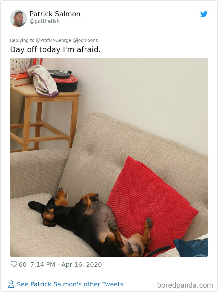 Students-Share-Photos-Pets-Doing-Class-Work