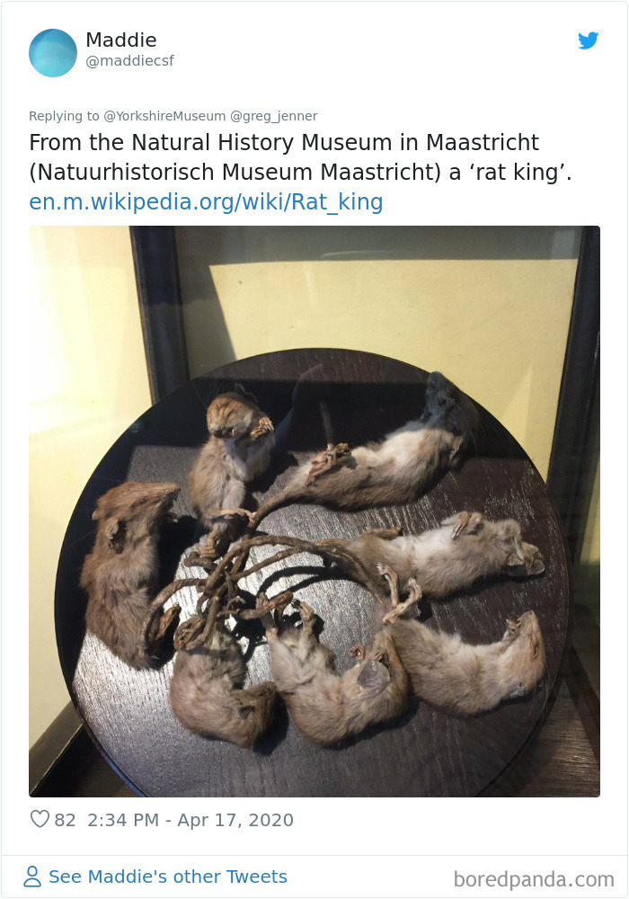 Creepiest-Objects-Curator-Battle-Yorkshire-Museum