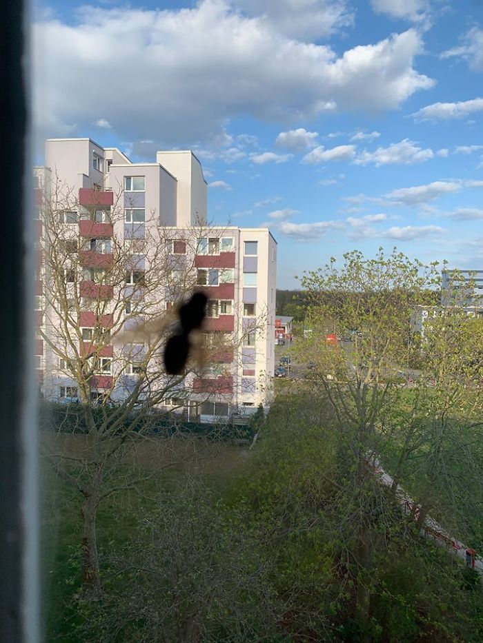 Rip My Neighbours Whose House Got Attacked By A Giant Wasp Of The Blurry Variation Today