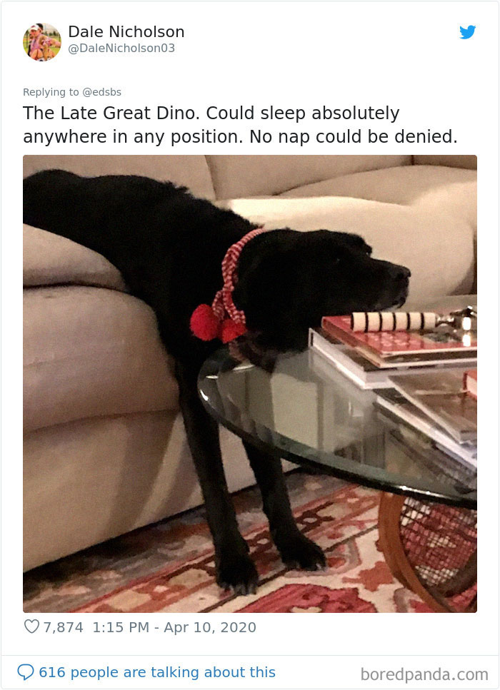 Dumbest-Dogs-Funny-Fails