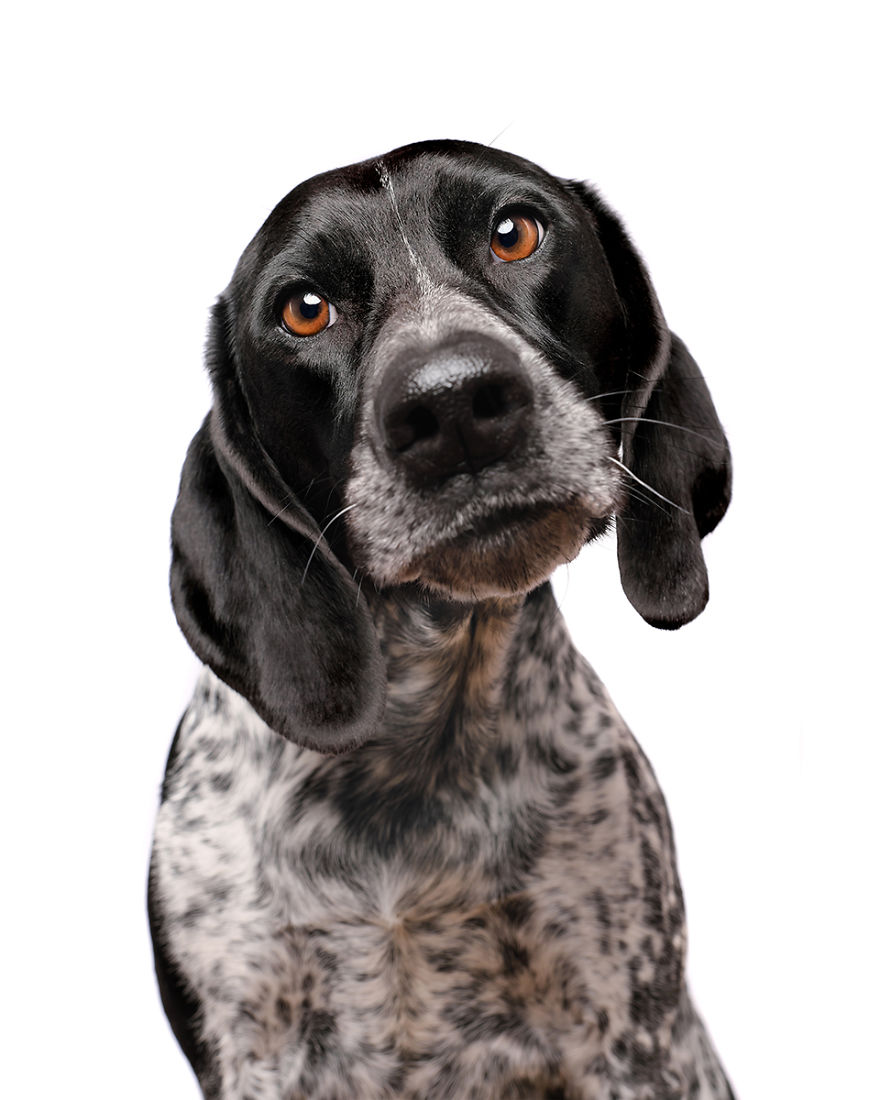 Finja, The Pointer Mix