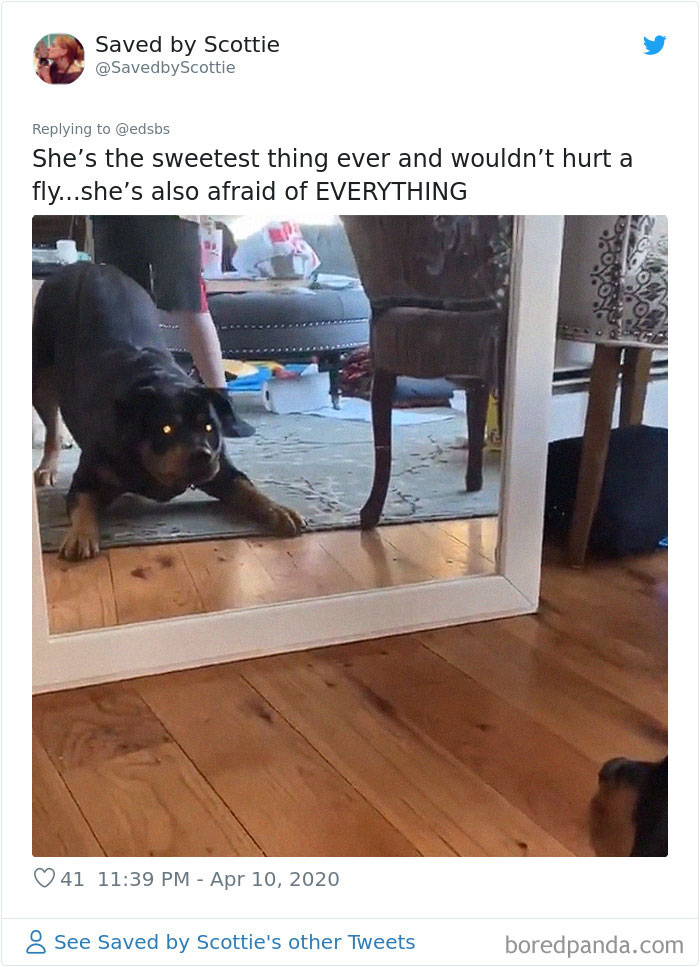 Dumbest-Dogs-Funny-Fails