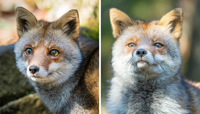 These 20 Animals Show How Exactly We Look Without Contact Lenses