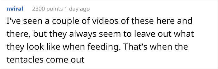 “This Isn’t CGI”: Video Of A Real-Life Creature Known As A Sea Angel Hovering Under Ice In The White Sea Goes Viral “This Isn’t CGI”: Video Of A Real-Life Creature Known As A Sea Angel Hovering Under Ice In The White Sea Goes Viral