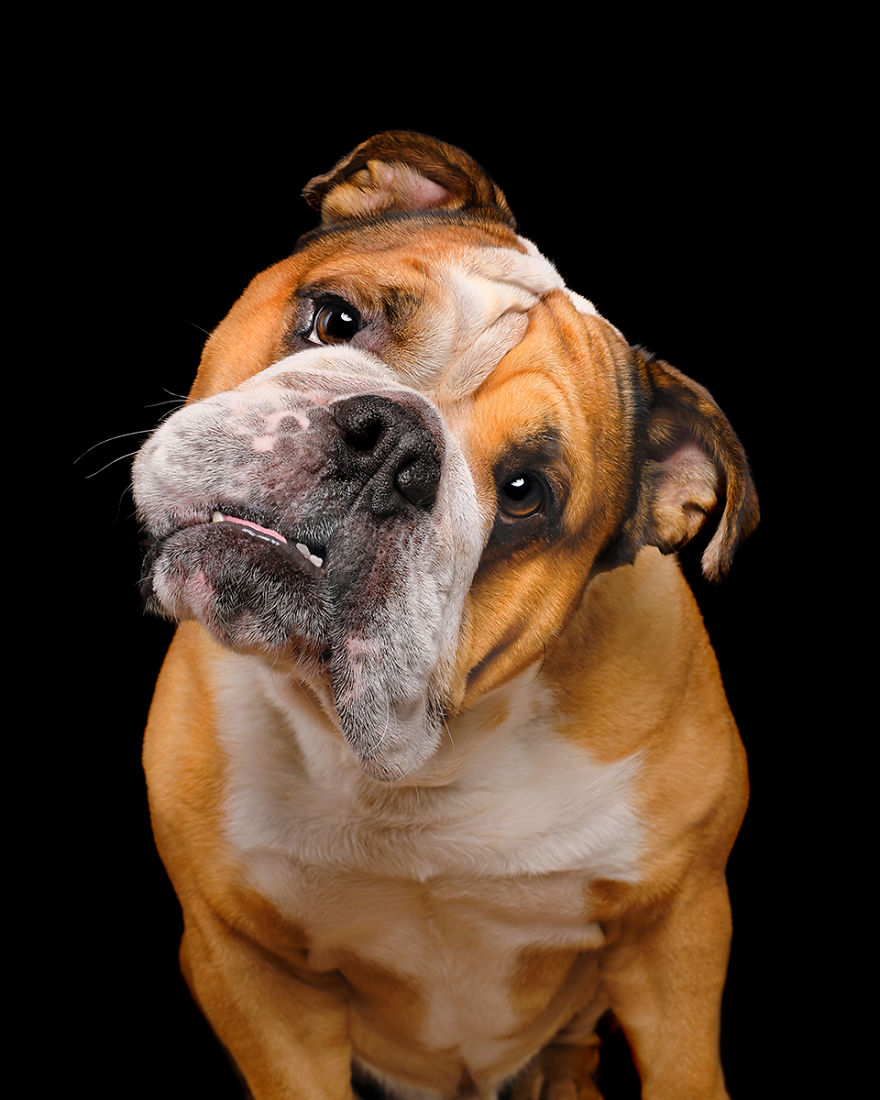 Eddie, The English Bulldog