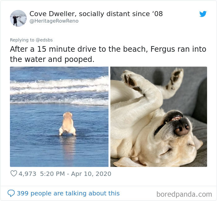 Dumbest-Dogs-Funny-Fails