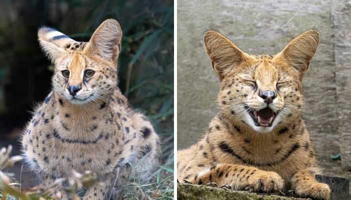 These 20 Animals Show How Exactly We Look Without Contact Lenses