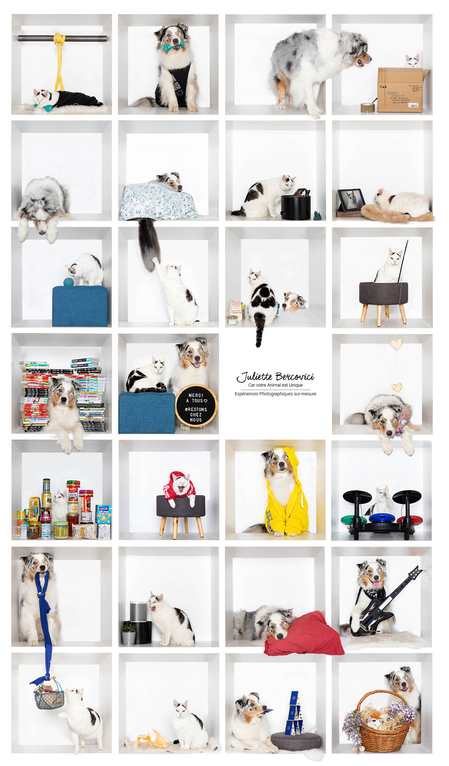 For 15 Days Of Lockdown, I Took Pictures Of My Pets Self-Isolating In A Box For 15 Days Of Lockdown, I Took Pictures Of My Pets Self-Isolating In A Box