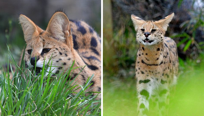 These 20 Animals Show How Exactly We Look Without Contact Lenses