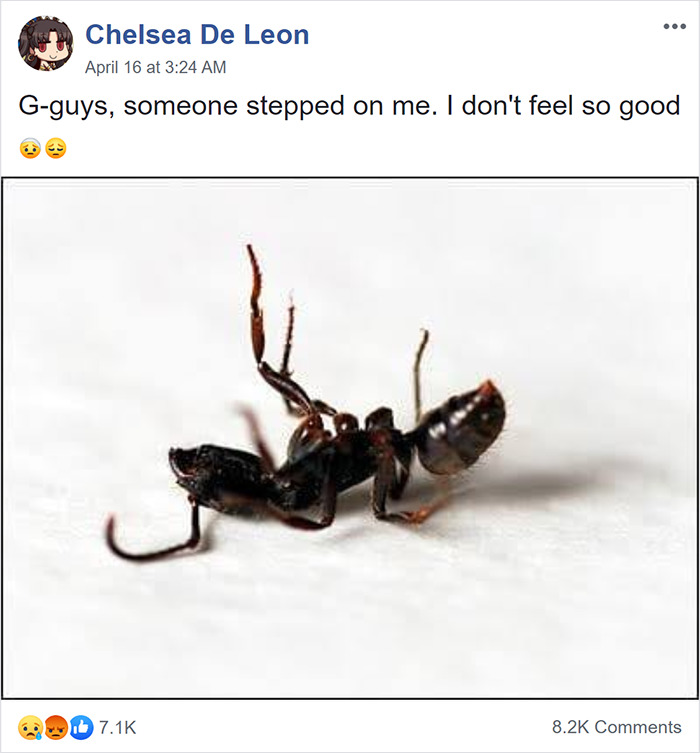This Facebook Group Is Dedicated To People Pretending To Be Ants This Facebook Group Is Dedicated To People Pretending To Be Ants