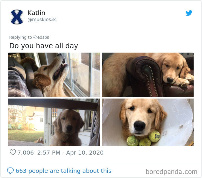 Dumbest-Dogs-Funny-Fails