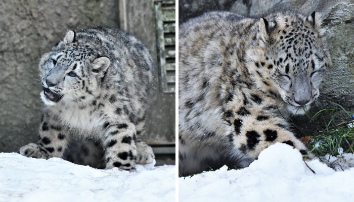 These 20 Animals Show How Exactly We Look Without Contact Lenses