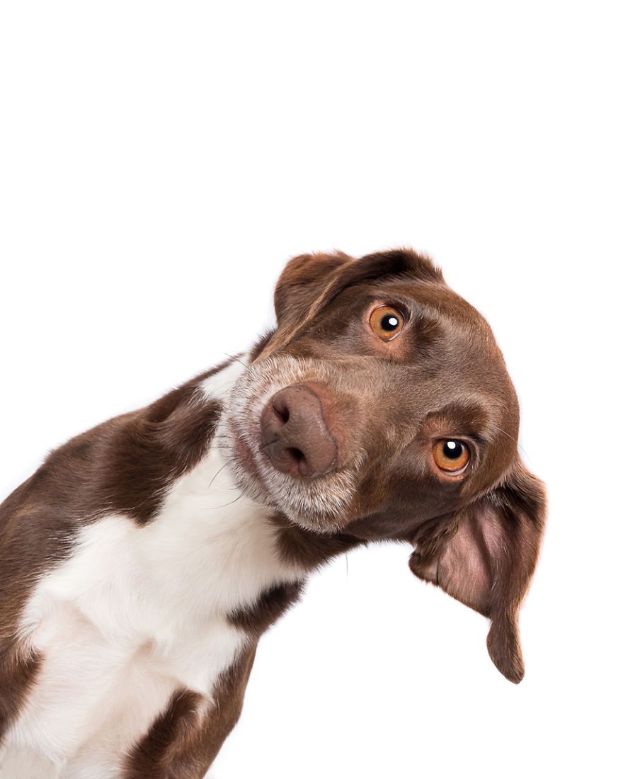 Karlo, The Münsterländer