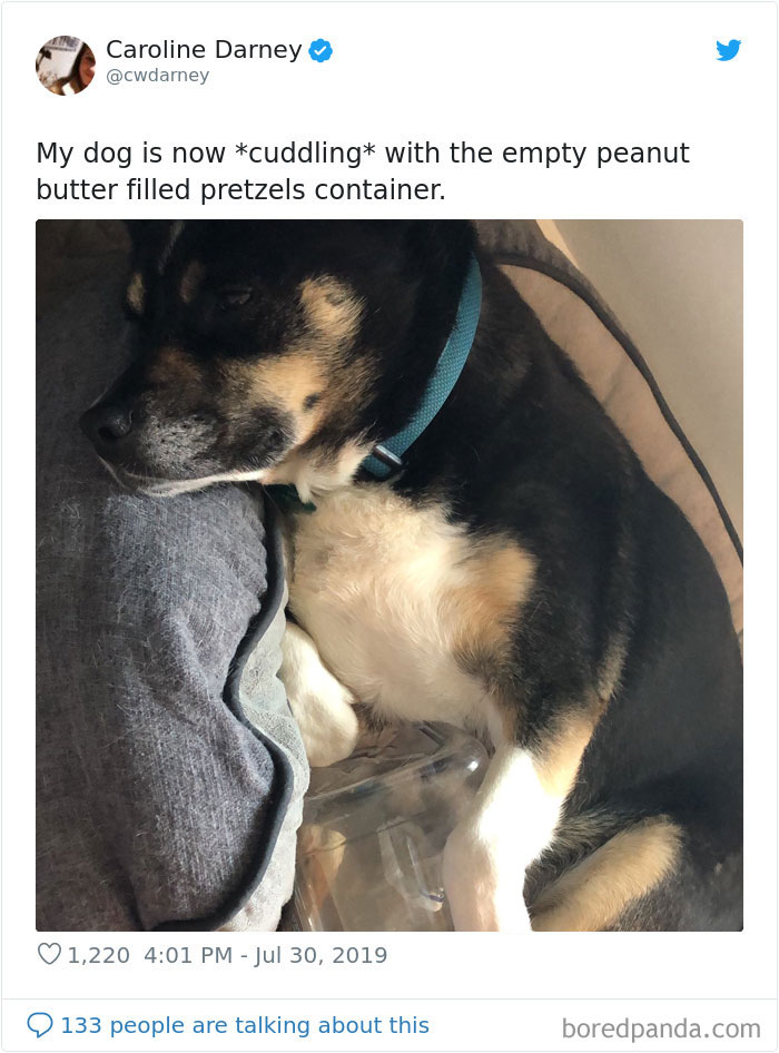 Dumbest-Dogs-Funny-Fails