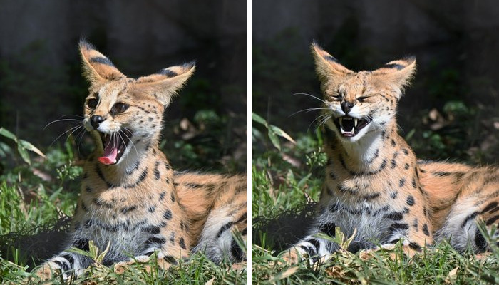These 20 Animals Show How Exactly We Look Without Contact Lenses