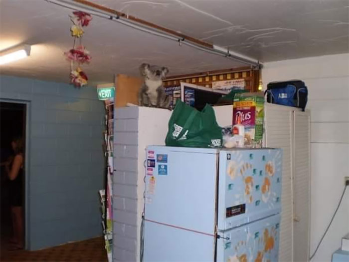 Came In Looking For A Midnight Snack, I Assume