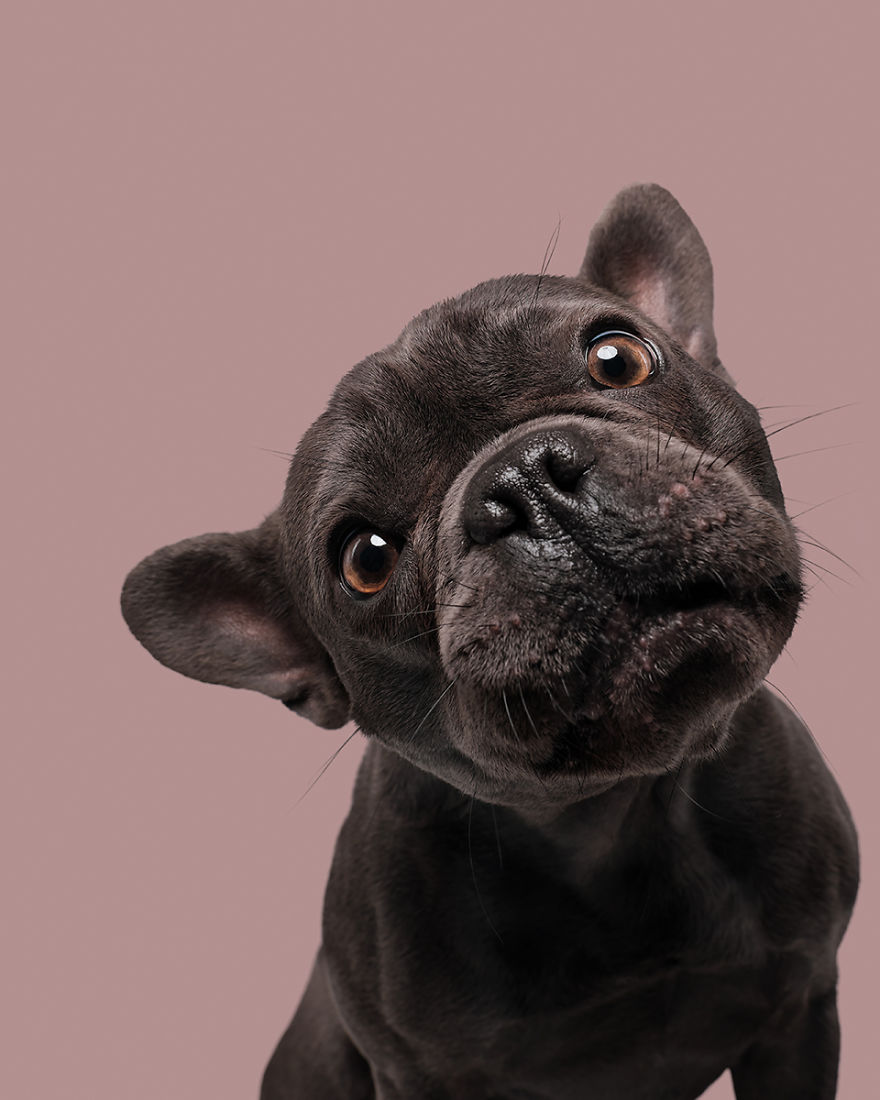 Louie, The French Bulldog