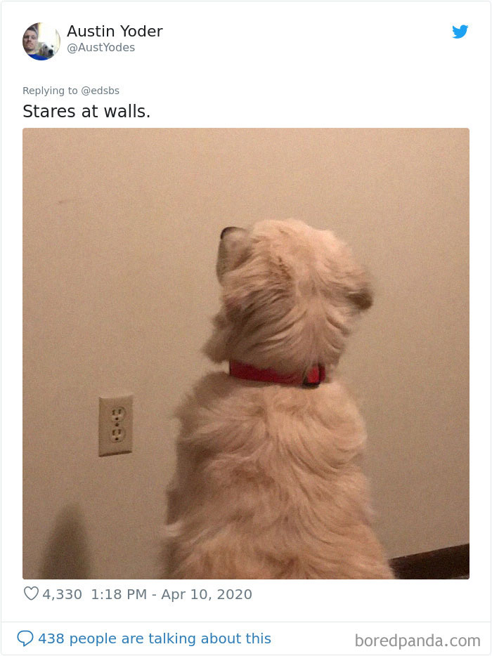 Dumbest-Dogs-Funny-Fails