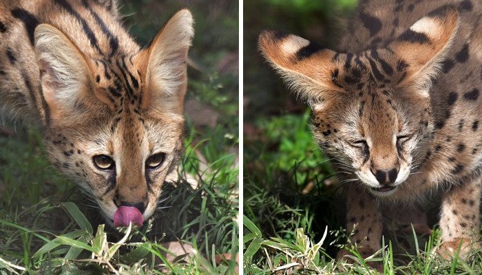 These 20 Animals Show How Exactly We Look Without Contact Lenses