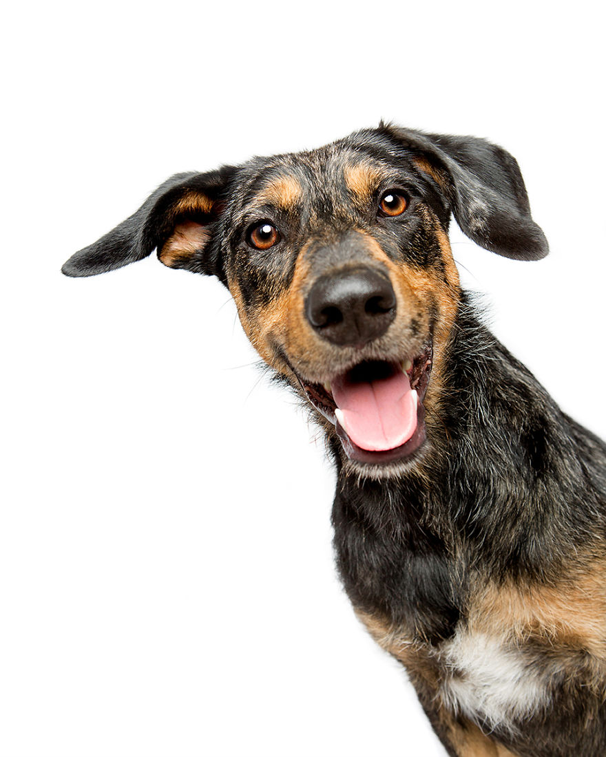 Quinoa, The Doberman Mix