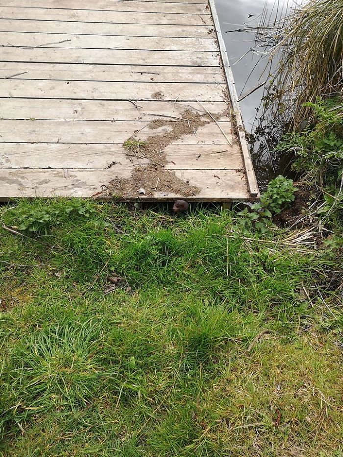 A Mink, [friggin] Awkward One Too