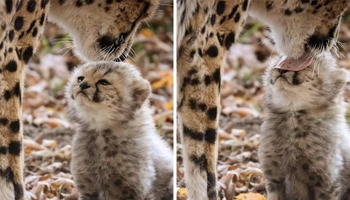 These 20 Animals Show How Exactly We Look Without Contact Lenses