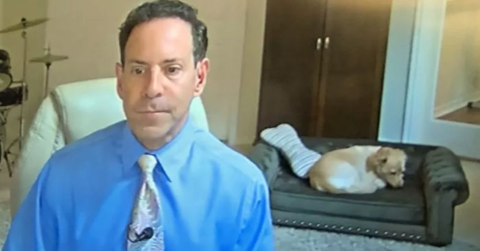 Weatherman Brightens Up People&rsquo;s Days By Letting His Pets Hang Out In The Background During Broadcasts