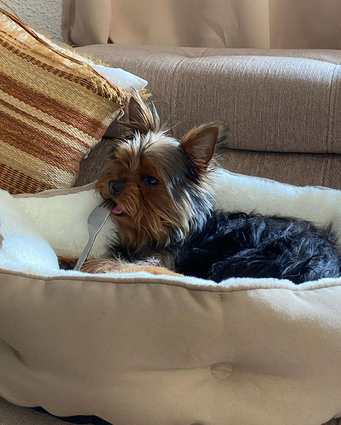 Dog Runs Off With Owner's Dentures, Owner Laughs Hysterically Once He Sees The Dog Dog Runs Off With Owner's Dentures, Owner Laughs Hysterically Once He Sees The Dog