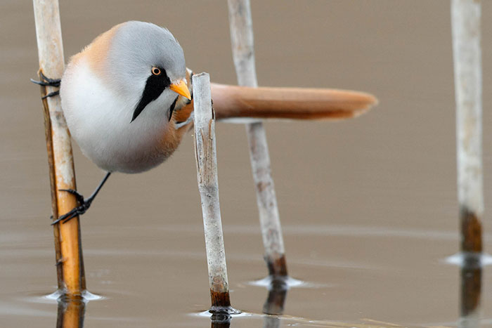 These Adorably Round Bearded Reedling Birds Can Do Perfect Splits These Adorably Round Bearded Reedling Birds Can Do Perfect Splits