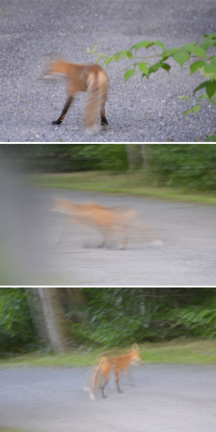 So Excited To See This Fox On The Side Of The Road -- And I Loved How He/She Posed For Me So I Could Get These Razor-Sharp Photos!