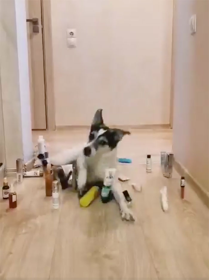 This Viral Challenge Shows How Differently Cats And Dogs Deal With Obstacles In Their Way This Viral Challenge Shows How Differently Cats And Dogs Deal With Obstacles In Their Way