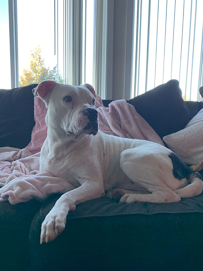 Timid Pup Comes Up With A Super Cute Way To Ask His Foster Parents For More Scratchies And Love Timid Pup Comes Up With A Super Cute Way To Ask His Foster Parents For More Scratchies And Love