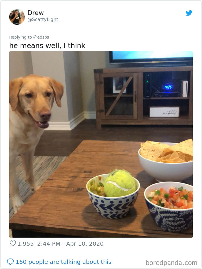 Dumbest-Dogs-Funny-Fails