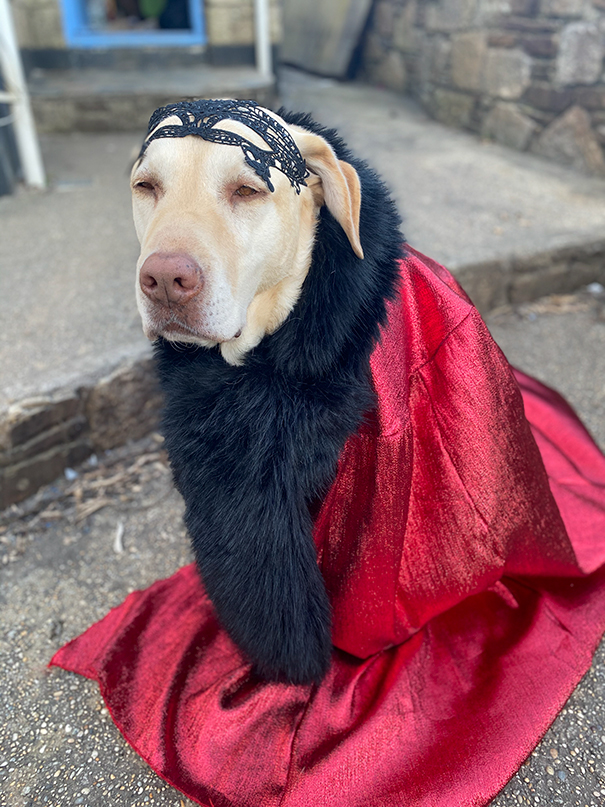 Woman Wears Bizarre Costumes While Walking Her Dog During The Quarantine And He Looks Embarrassed (8 Pics) Woman Wears Bizarre Costumes While Walking Her Dog During The Quarantine And He Looks Embarrassed (8 Pics)