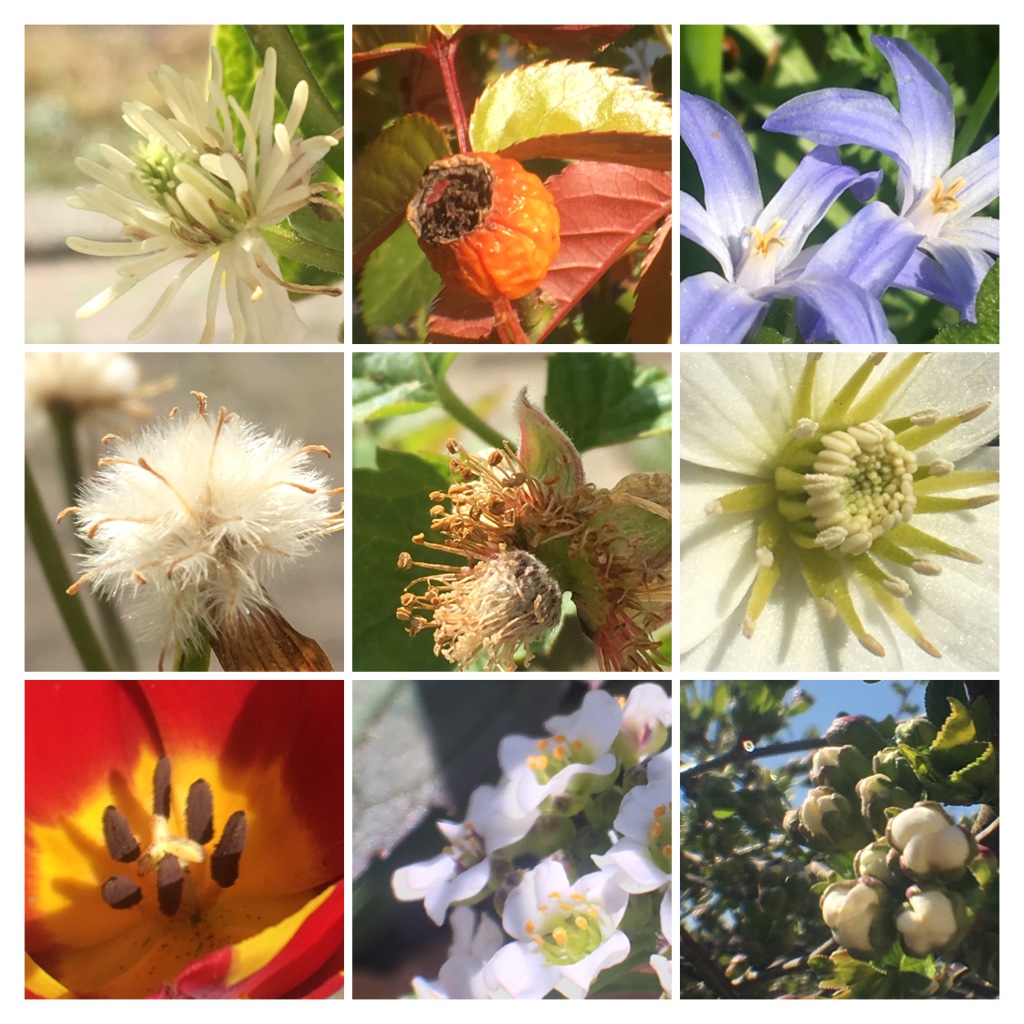 I Go On With To My Own Nature (Inspired) iPhone Photo-Challenge To Cope With Crises (New Pics)