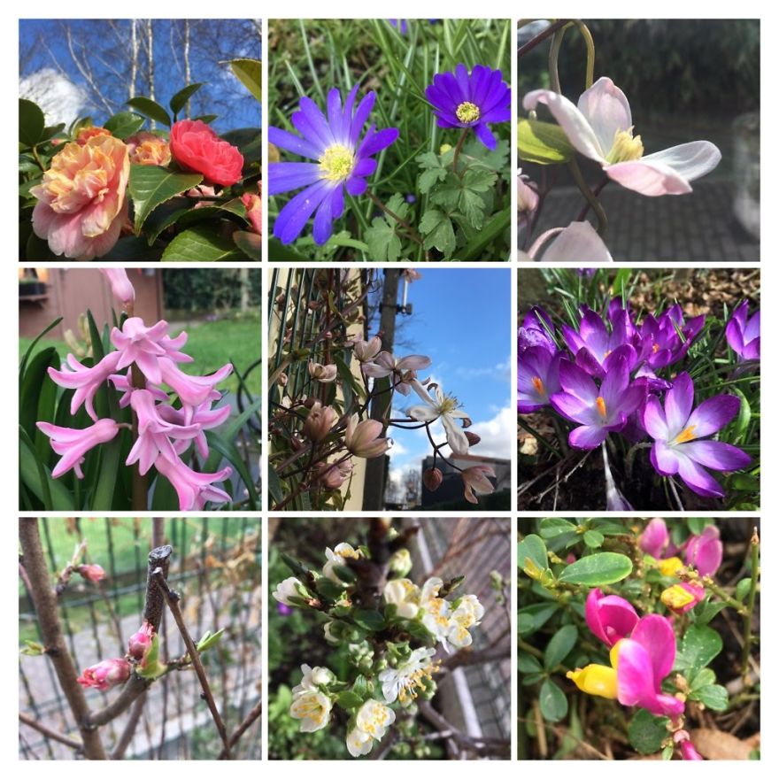 I've Started My Own Photo-Challenge During The Corona-Crisis: One Nature (Inspired) Photo Collage Each Day With Photos From Own Garden And House
