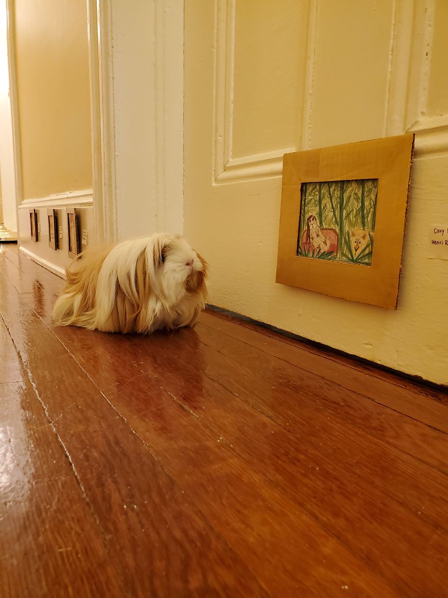 I've Made A Fine Art Museum For My Guinea Pig, And She Seems To Have Enjoyed It I've Made A Fine Art Museum For My Guinea Pig, And She Seems To Have Enjoyed It