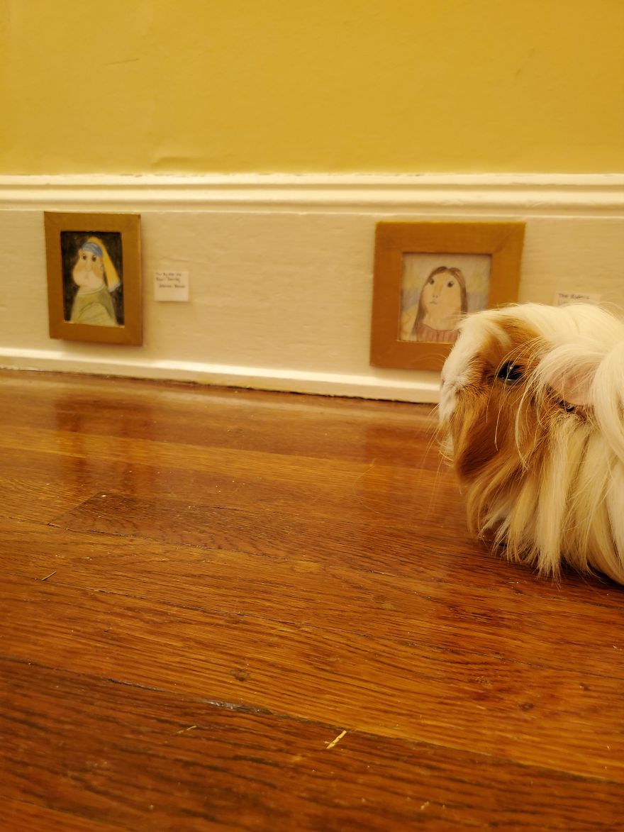 I've Made A Fine Art Museum For My Guinea Pig, And She Seems To Have Enjoyed It I've Made A Fine Art Museum For My Guinea Pig, And She Seems To Have Enjoyed It
