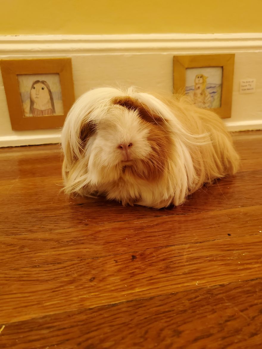 I've Made A Fine Art Museum For My Guinea Pig, And She Seems To Have Enjoyed It I've Made A Fine Art Museum For My Guinea Pig, And She Seems To Have Enjoyed It