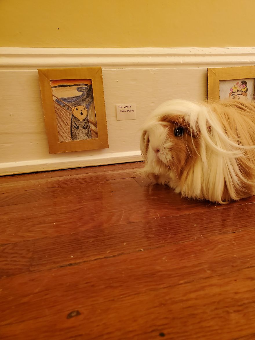 I've Made A Fine Art Museum For My Guinea Pig, And She Seems To Have Enjoyed It I've Made A Fine Art Museum For My Guinea Pig, And She Seems To Have Enjoyed It