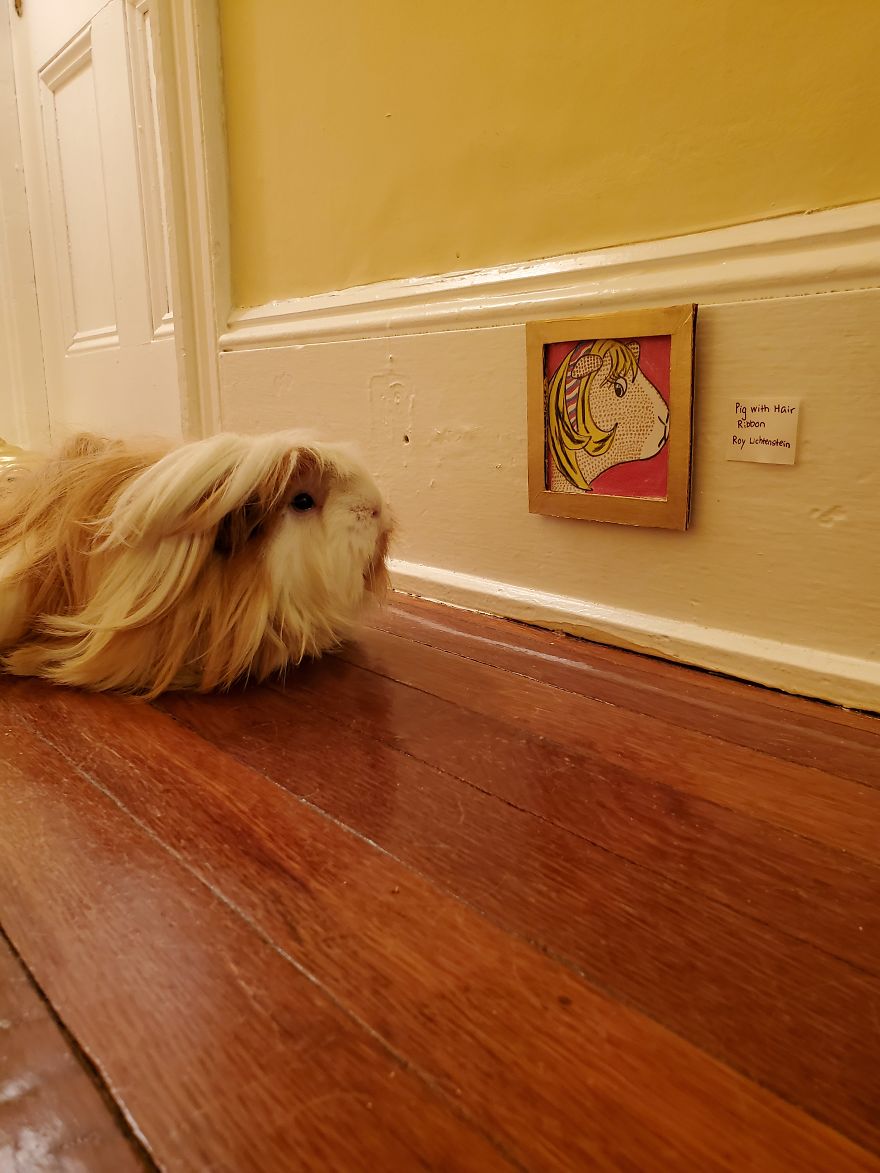 I've Made A Fine Art Museum For My Guinea Pig, And She Seems To Have Enjoyed It I've Made A Fine Art Museum For My Guinea Pig, And She Seems To Have Enjoyed It