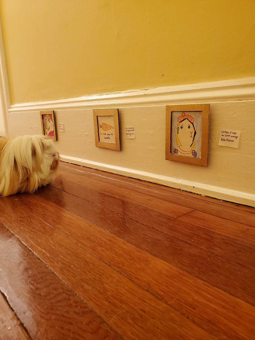 I've Made A Fine Art Museum For My Guinea Pig, And She Seems To Have Enjoyed It I've Made A Fine Art Museum For My Guinea Pig, And She Seems To Have Enjoyed It