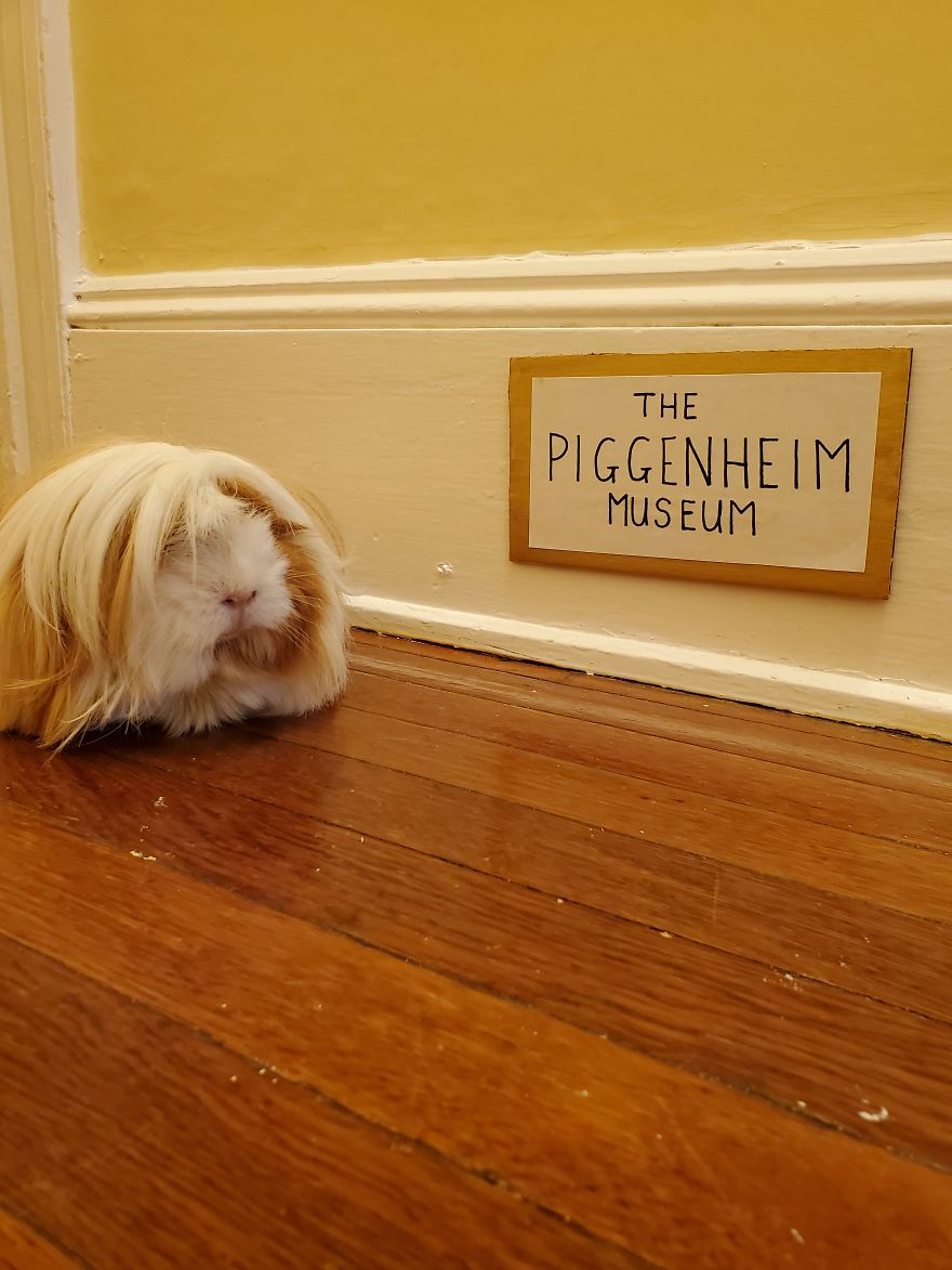 I've Made A Fine Art Museum For My Guinea Pig, And She Seems To Have Enjoyed It I've Made A Fine Art Museum For My Guinea Pig, And She Seems To Have Enjoyed It