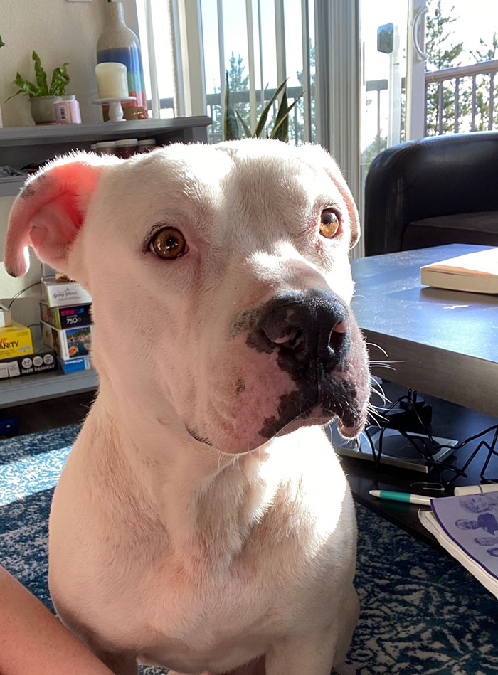 Timid Pup Comes Up With A Super Cute Way To Ask His Foster Parents For More Scratchies And Love Timid Pup Comes Up With A Super Cute Way To Ask His Foster Parents For More Scratchies And Love