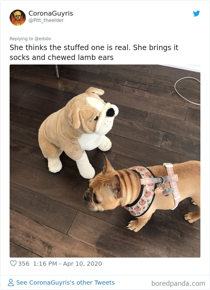 Dumbest-Dogs-Funny-Fails